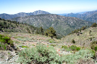 Flora and Fauna of the San Gabriel Mountains (LA County)
