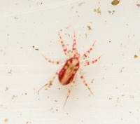 Mite - Family Erythracaridae