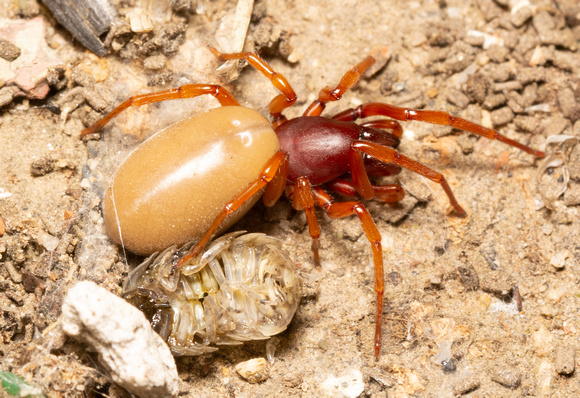 Woodlouse hunter - Dysdera crocata