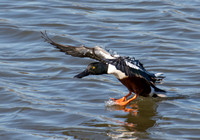 Northern Shoveler - Spatula clypeata