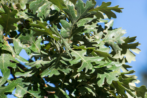 Valley Oak - Quercus lobata