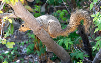 Eastern fox squirrel  - Sciurus niger