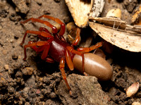 Woodlouse hunter - Dysdera crocata