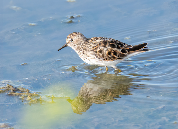 Least Sandpiper - Calidris minutilla