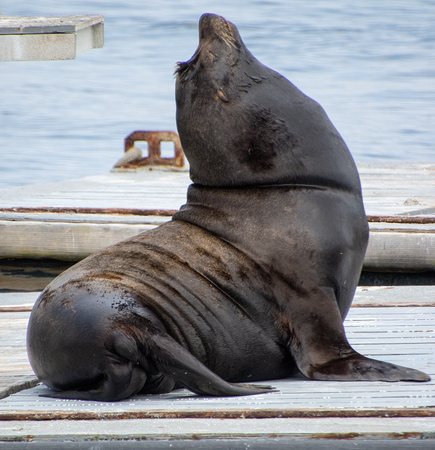 California sea lion - Zalophus californianus