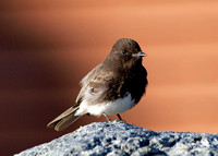 Black Phoebe - Sayornis nigricans