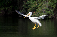 American White Pelican - Pelecanus erythrorhynchos