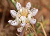 Chick Lupine - Lupinus microcarpus