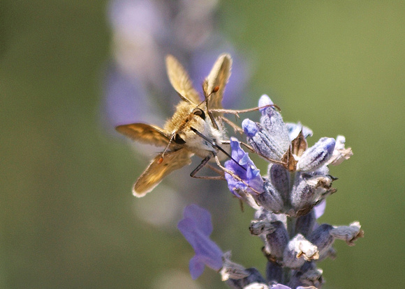 Fiery skipper - Hylefila phyleus
