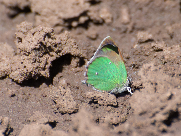 Bramble Hairstreak - Callophrys dumetorum dumetorum