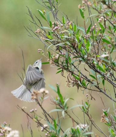 Warbling Vireo - Vireo gilvus