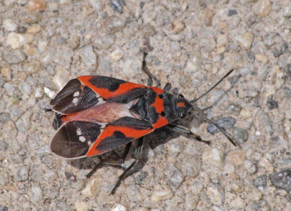 Small milkweed bug - Lygaeus kalmii