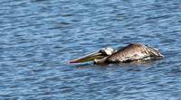 Brown Pelican - Pelecanus occidentalis