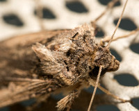 Granulate cutworm (Subterranean Dart Moth) - Feltia subterranea