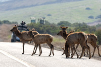 Tule Elk - Cervus canadensis ssp. nannodes