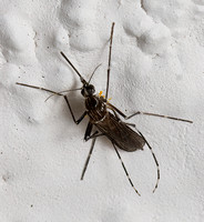 Yellow Fever Mosquito - Aedes aegypti