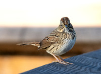 Lincoln's Sparrow - Melospiza lincolnii