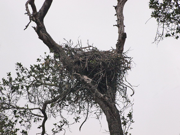 Red-tailed Hawk - Buteo jamaicensis