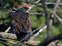 Turkey Vulture - Cathartes aura