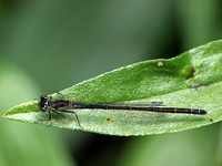 Damselfly 1 - Undentified sp.