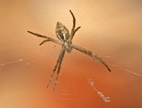 Silver argiope - Argiope argentata?