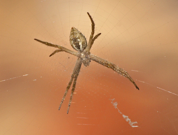 Silver argiope - Argiope argentata?