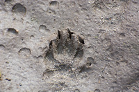 Coyote - Canis latrans