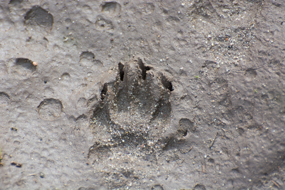 Coyote - Canis latrans