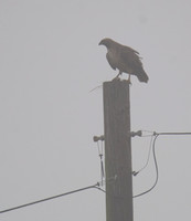 Red-tailed Hawk - Buteo jamaicensis