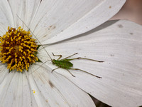 Mediterranean katydid - Phaneroptera nana