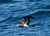 Cocos booby - Sula brewsteri