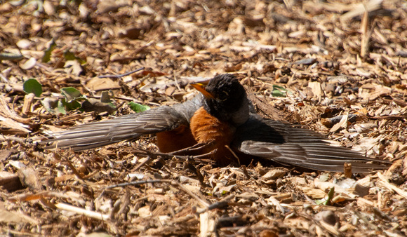 American Robin - Turdus migratorius