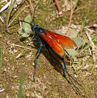 Tarantula Hawk 2 - Pepsis sp.