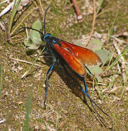 Tarantula Hawk 2 - Pepsis sp.
