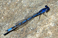 Familiar Bluet - Enallagma civile