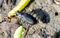 Wetsalts Tiger Beetle - Cicindela haemorrhagica