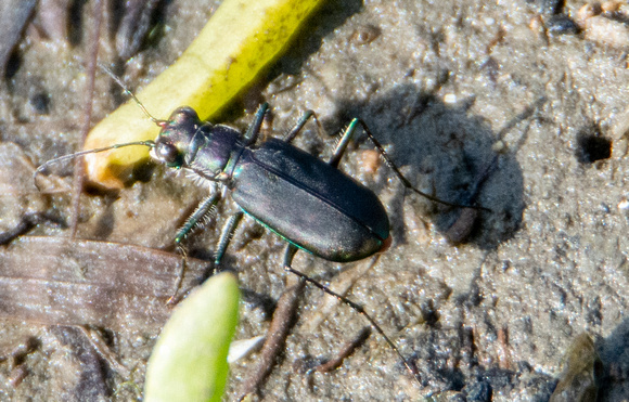 Wetsalts Tiger Beetle - Cicindela haemorrhagica