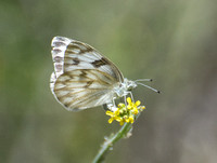 Checkered White - Pontia protodice ovipositing on mustard