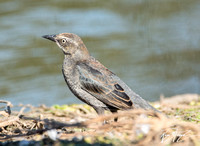 Rusty Blackbird - Euphagus carolinus