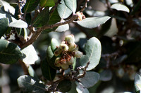 Lemonade Berry - Rhus integrifolia