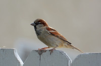 House Sparrow - Passer domesticus (male, winter)
