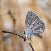 Ceraunus Blue - Hemiargus ceraunus