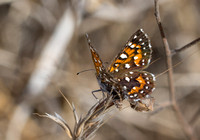 Behr's metalmark - Apodemia virgulti