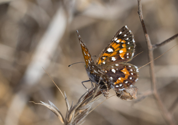 Behr's metalmark - Apodemia virgulti