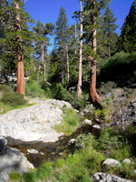 Buckhorn Campground, Angeles National Forest in the San Gabriel Mountains June 2016
