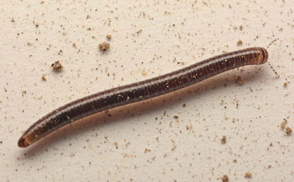 Millipede 8 - Unidentified sp.