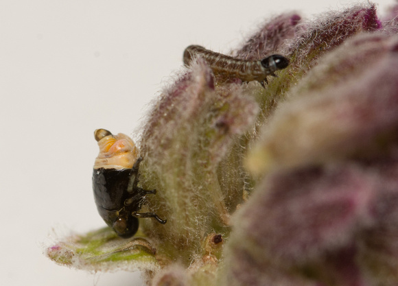 Spittle Bug - Clastoptera juniperina (nymph)