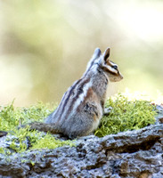 Lodgepole chipmunk - Neotamias speciosus