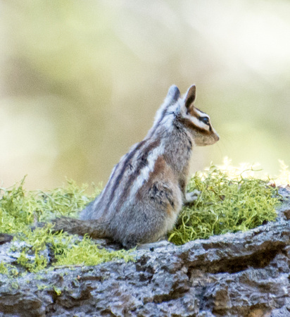 Lodgepole chipmunk - Neotamias speciosus