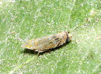 Leafhopper -Scaphytopius sp.